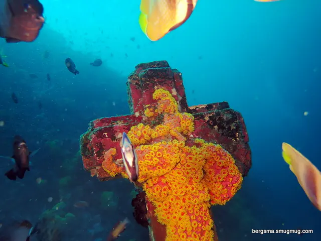 Underwater photograph by Joel Bergsma