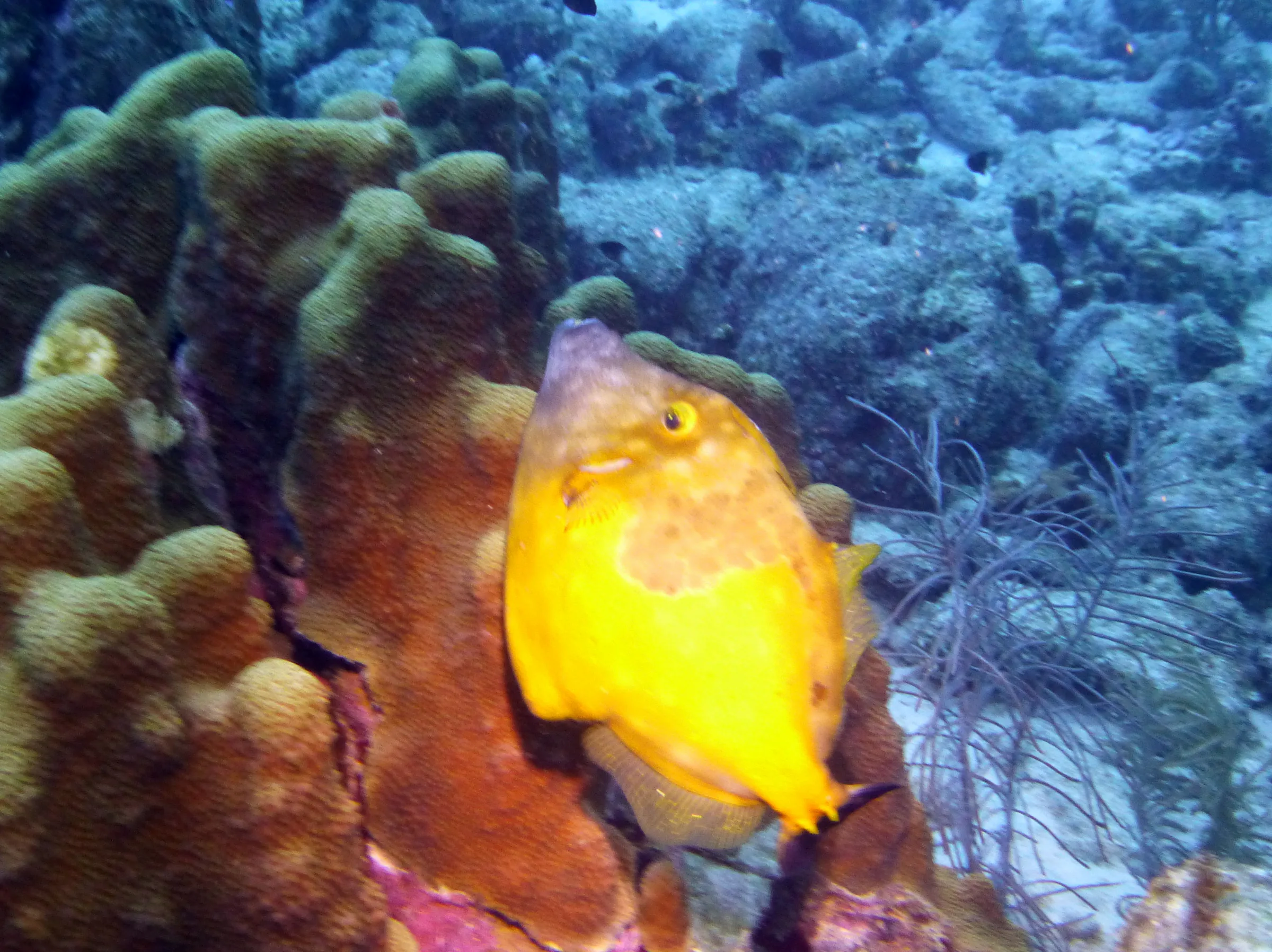 Whitespotted Filefish, Bonaire, 2013