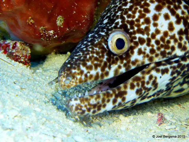 Underwater photograph by Joel Bergsma