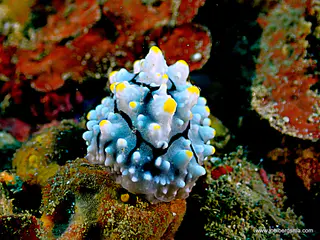 Underwater photograph by Joel Bergsma