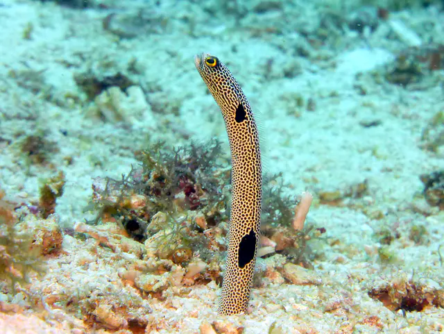 Underwater photograph by Joel Bergsma