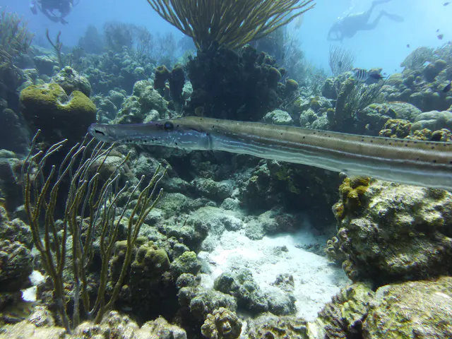 Underwater photograph by Joel Bergsma