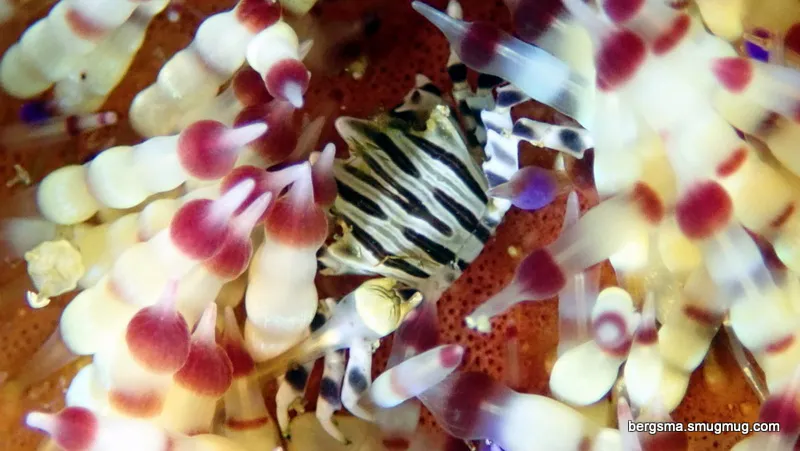 Philippines underwater photograph, 2019