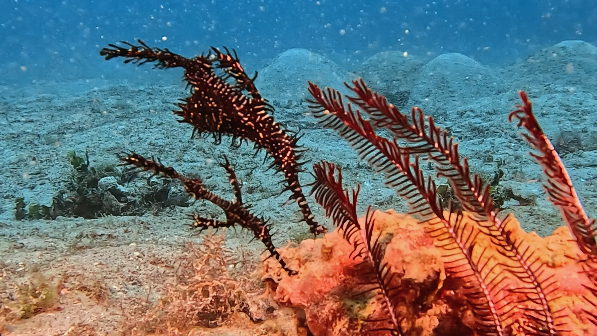Philippines underwater photograph, 2026