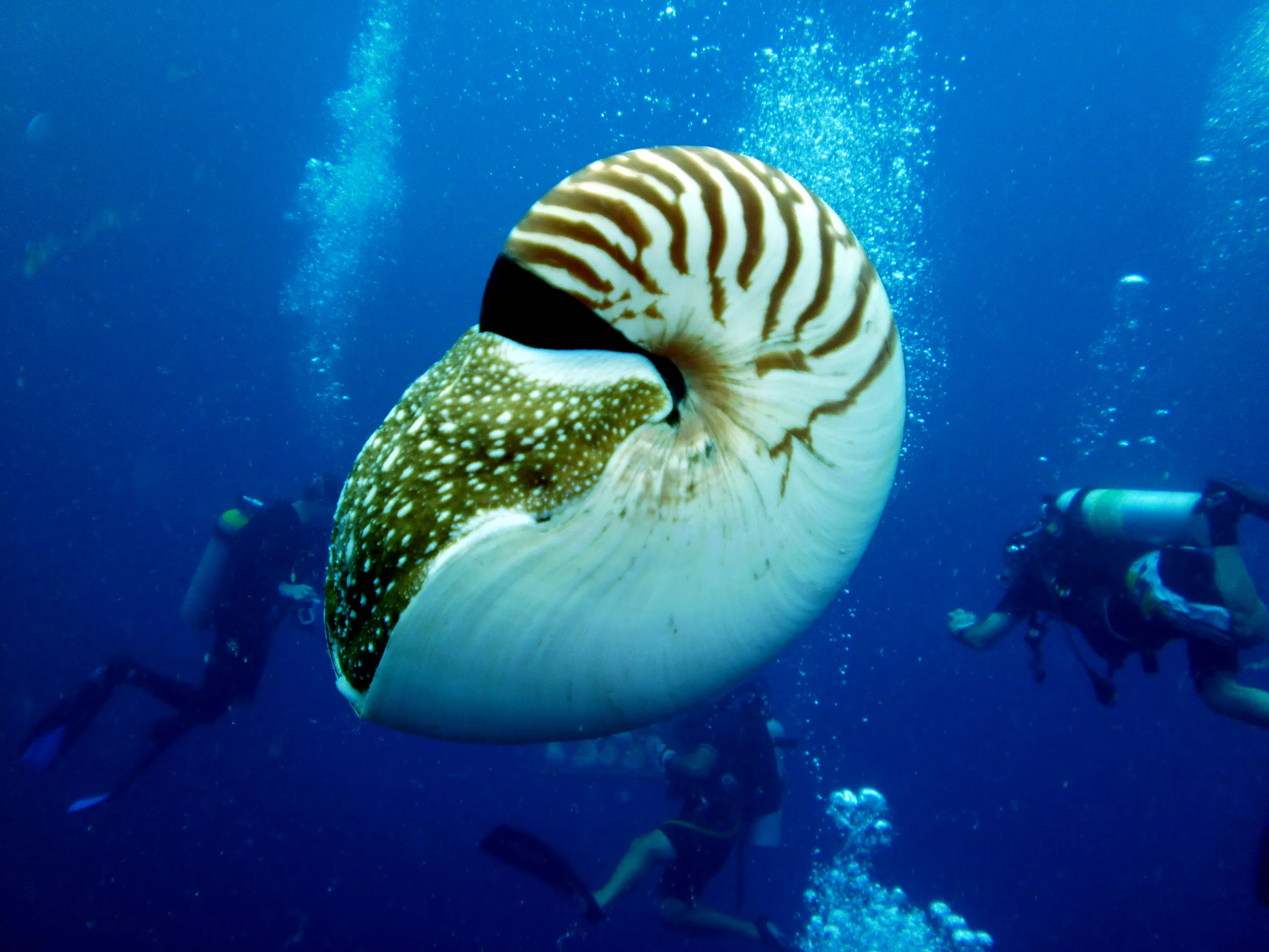 Emporer Nautilus aka Chambered Nautilus. We let our nautilus's float in front of us to try to coax them out of their shell. I am beginning that process in this photo. Note the shell's white bottom and irregularly striped top, as well as its "leathery hood formed from two specially folded tentacles." Wikipedia 2011. Paul Humann, et al, Reef Creature Identification (2010), page 405.