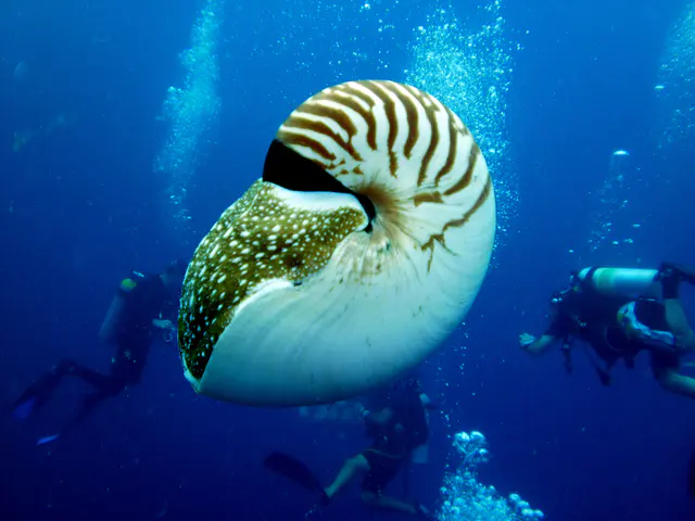 Emporer Nautilus aka Chambered Nautilus.  We let our nautilus's float in front of us to try to coax them out of their shell.   I am beginning that process in this photo.  Note the shell's white bottom and irregularly striped top, as well as its "leathery hood formed from two specially folded tentacles."  Wikipedia 2011.  Paul Humann, et al, Reef Creature Identification (2010), page 405.