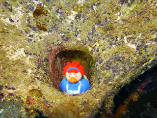 Underwater photograph by Joel Bergsma