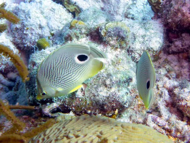 Underwater photograph by Joel Bergsma