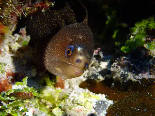 Underwater photograph by Joel Bergsma