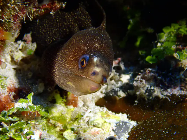 Underwater photograph by Joel Bergsma
