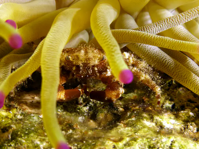 Underwater photograph by Joel Bergsma