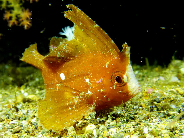Underwater photograph by Joel Bergsma