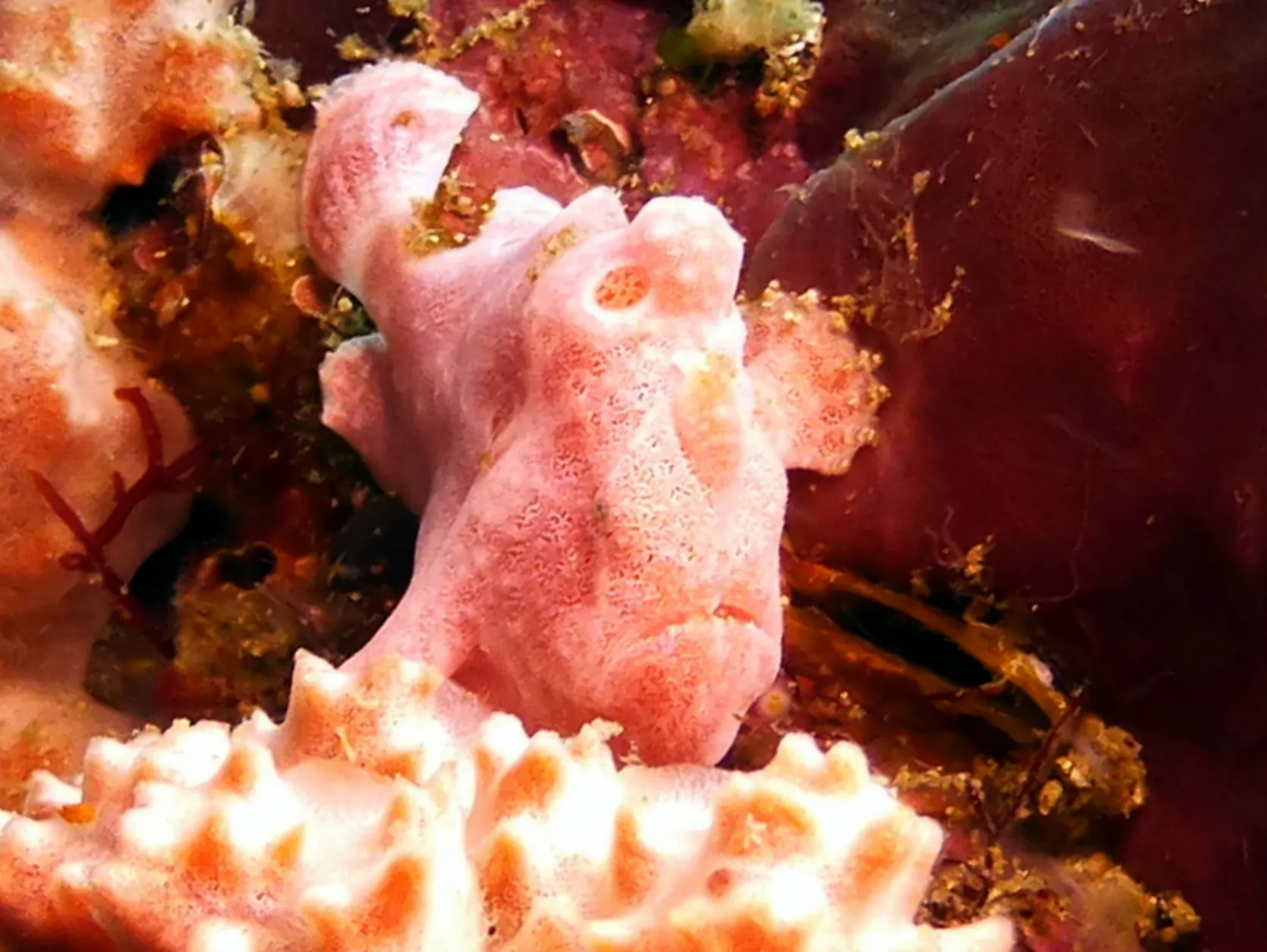 Frogfish, Philippines, 2014
