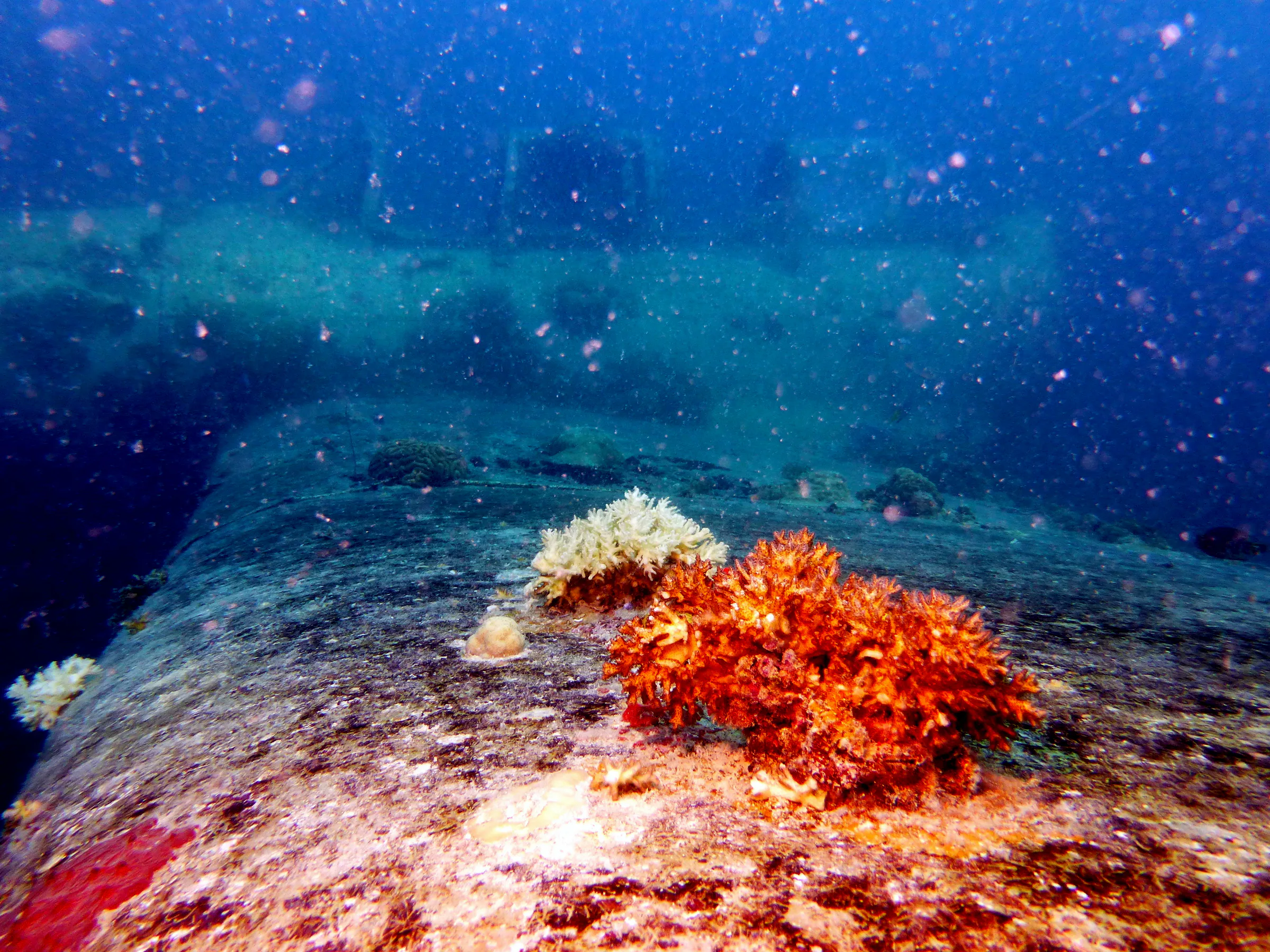 Palau underwater photograph, 2013