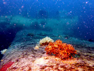 Underwater photograph by Joel Bergsma