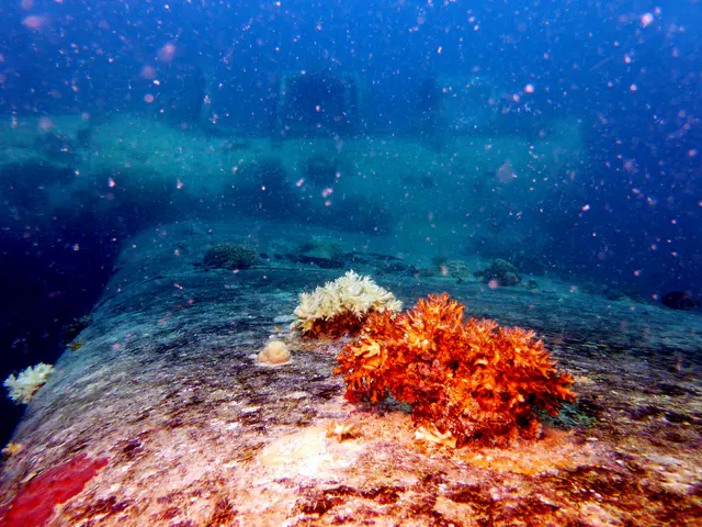 Underwater photograph by Joel Bergsma