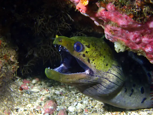 Underwater photograph by Joel Bergsma