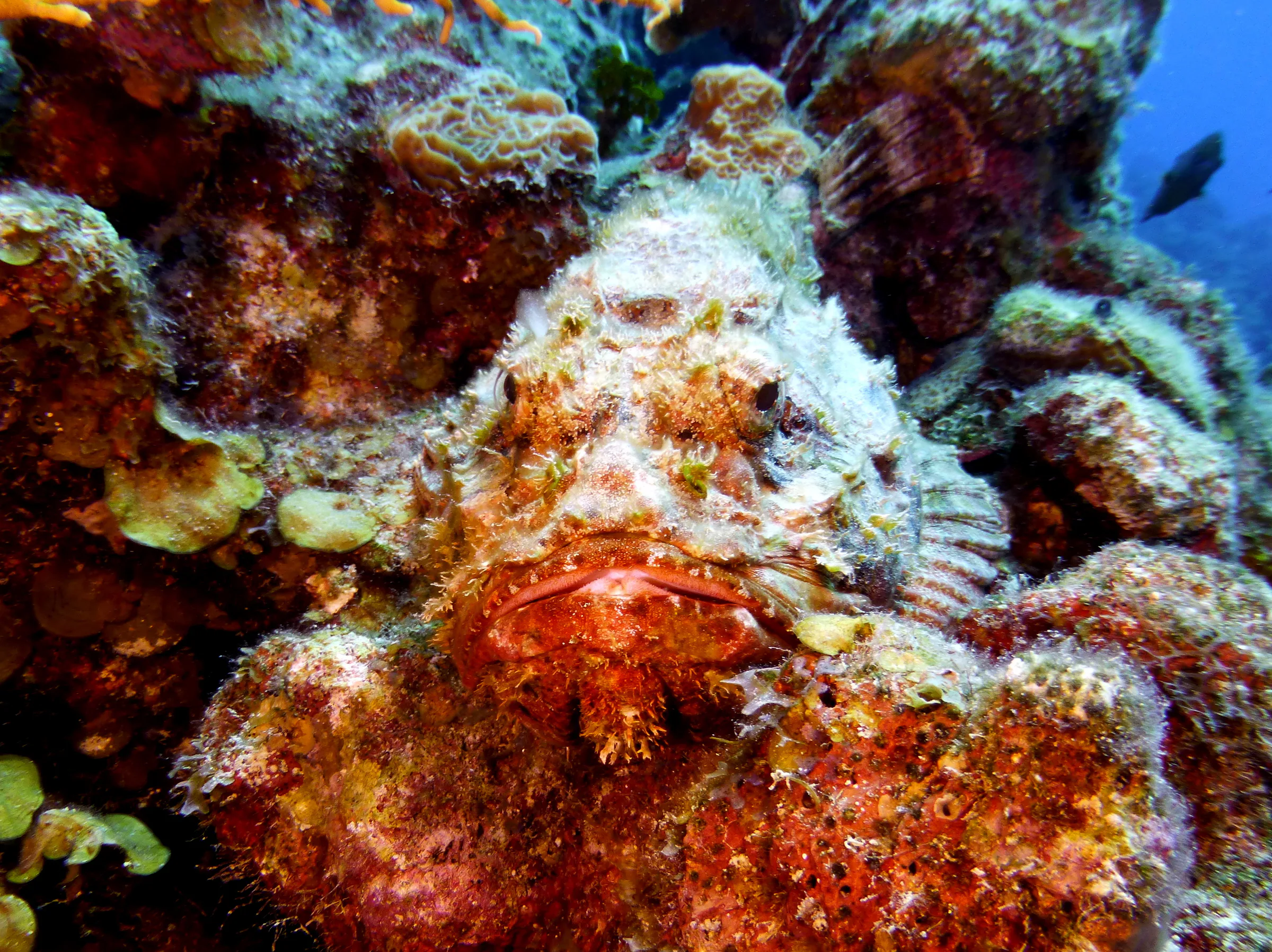 Scorpionfish, Belize, 2017