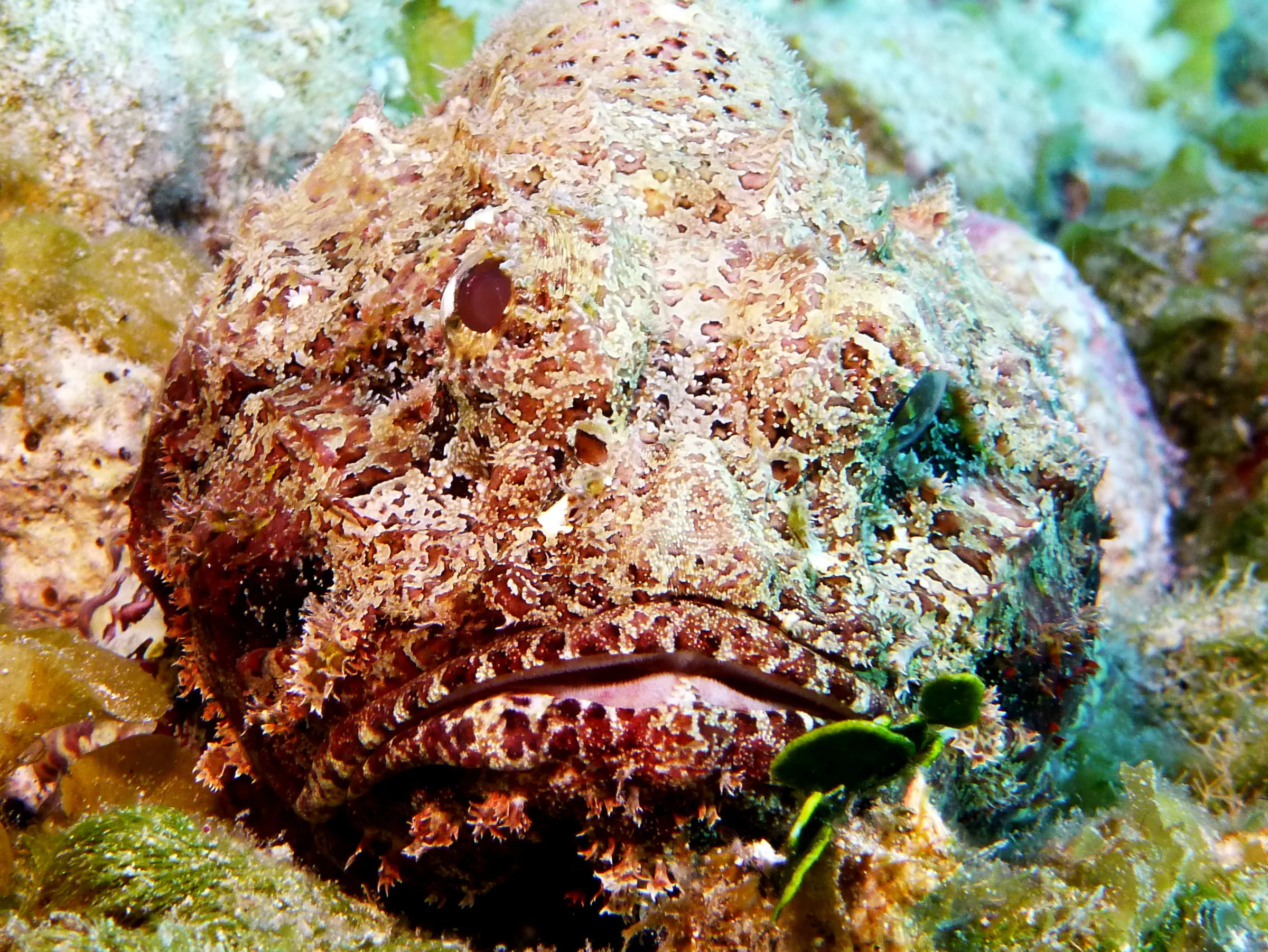 Scorpionfish, Cozumel, 2013
