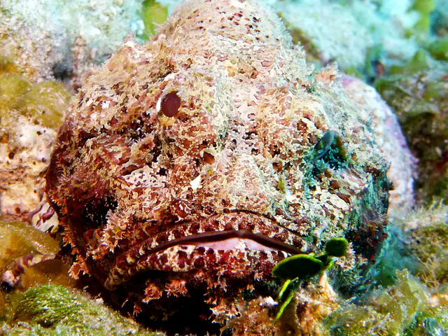 Underwater photograph by Joel Bergsma