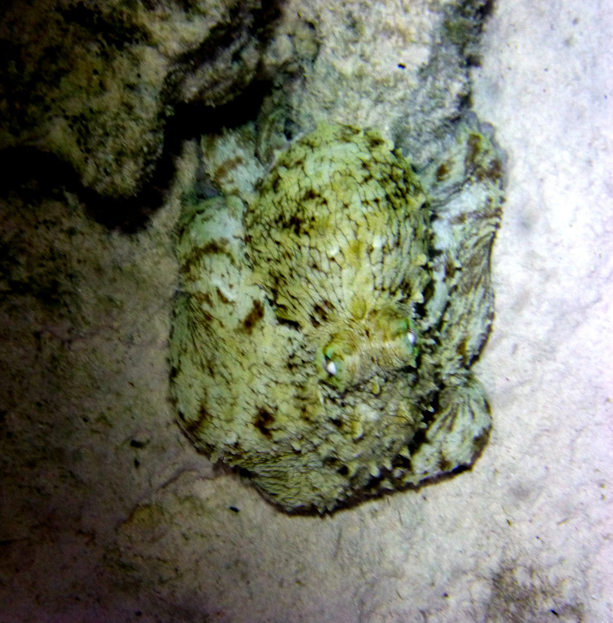 Octopus, Bonaire, 2013