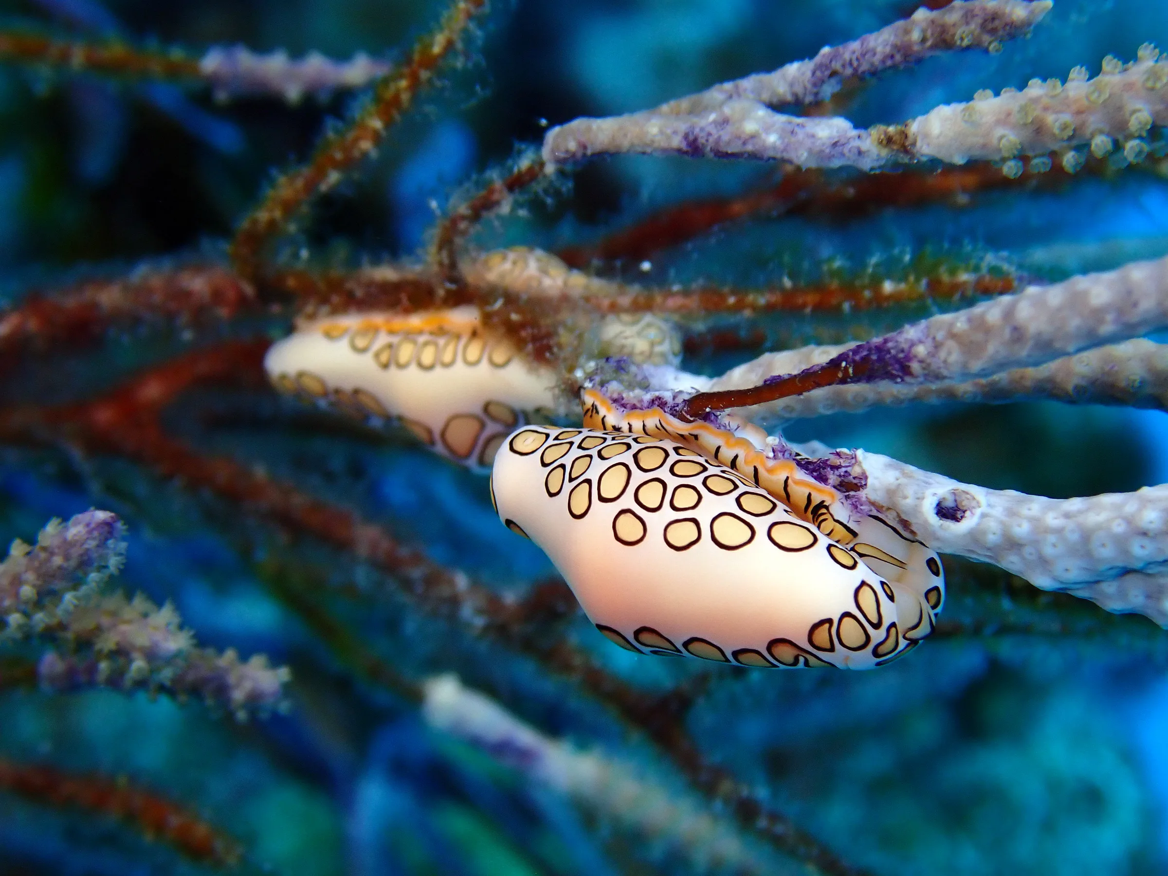Cozumel underwater photograph, 2023