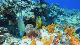 Underwater photograph by Joel Bergsma