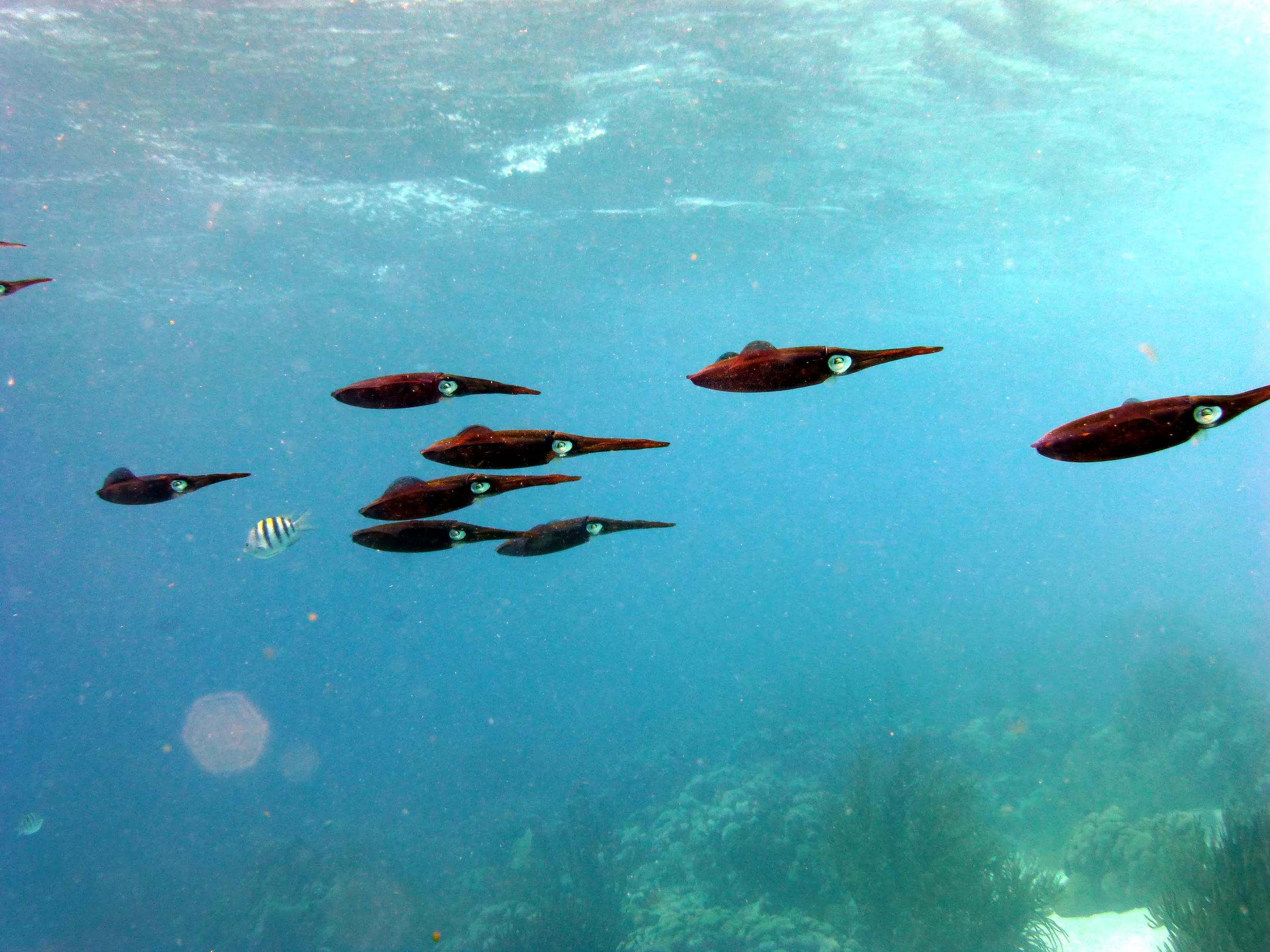 Squid, Bonaire, 2013