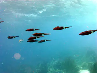 Underwater photograph by Joel Bergsma