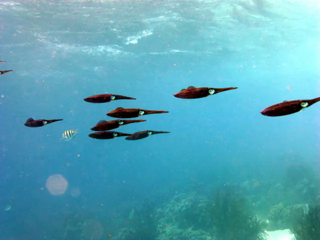 Underwater photograph by Joel Bergsma