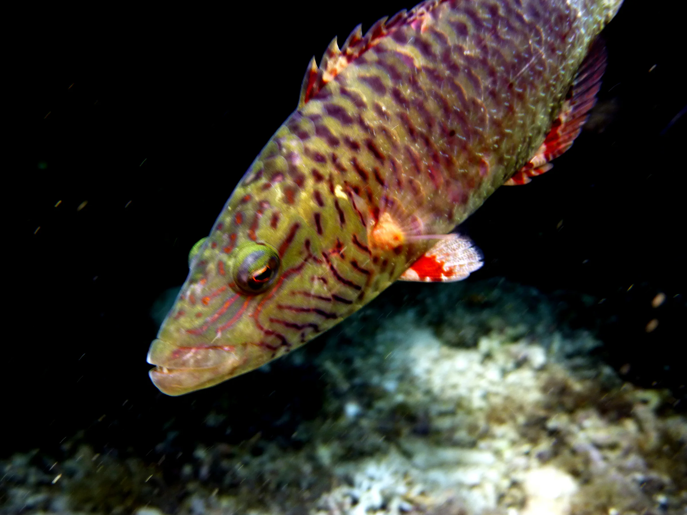 Wrasse, Philippines, 2014
