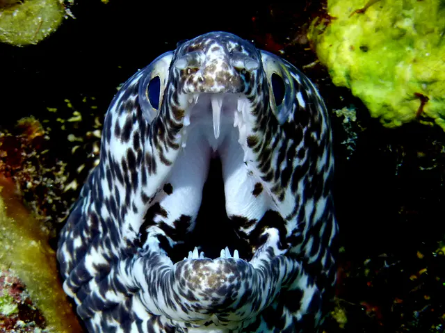 Underwater photograph by Joel Bergsma