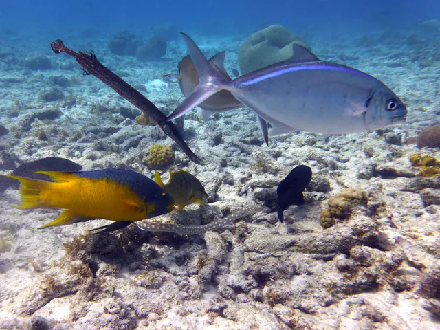 Underwater photograph by Joel Bergsma