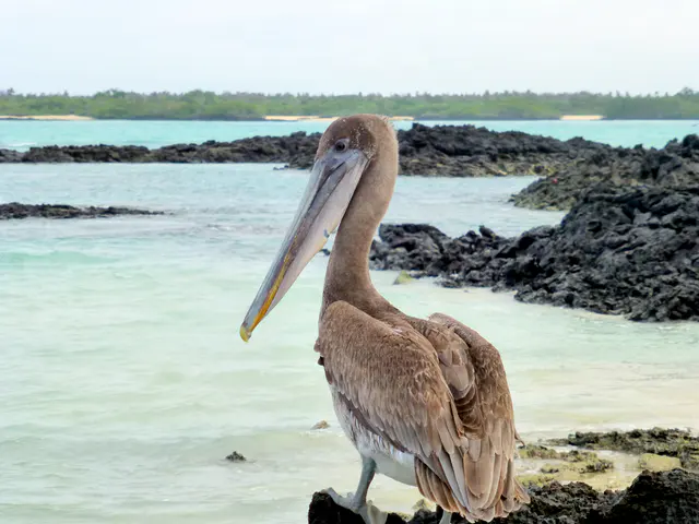 A Brown Pelican scouts for fish at the El Garrapatero Beach.