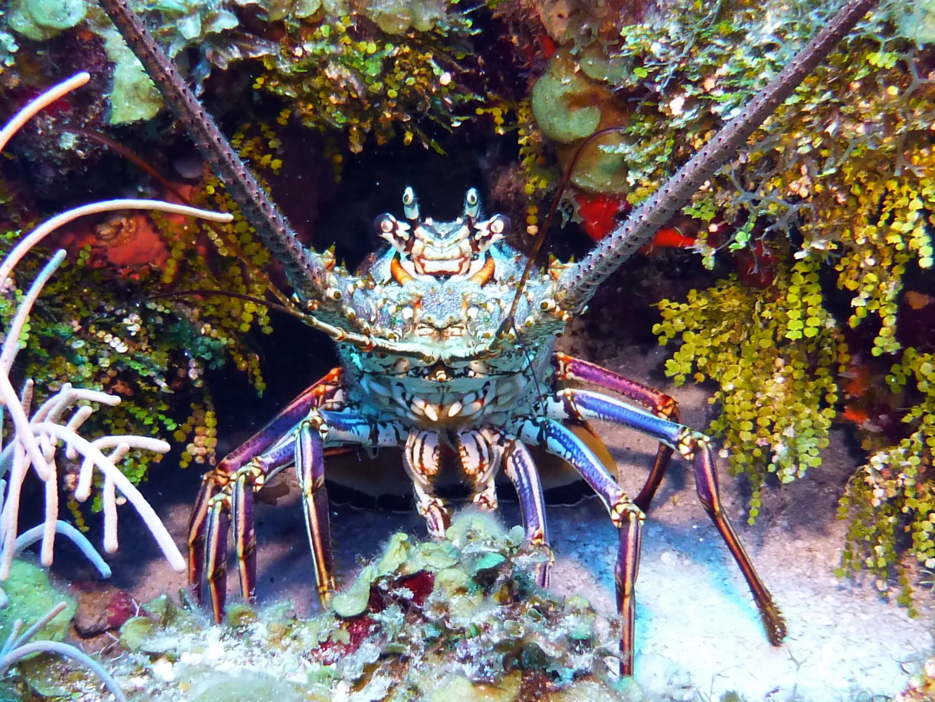 Lobster, Cozumel, 2013