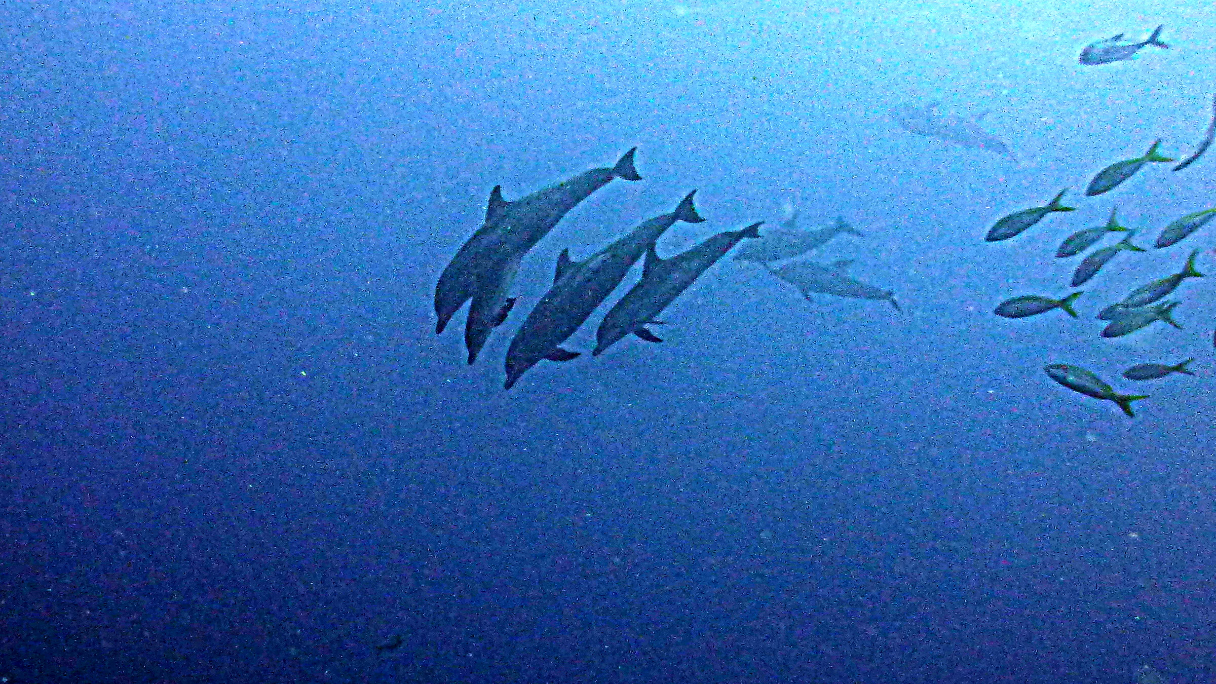 Dolphin, Belize, 2017
