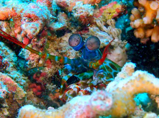 Underwater photograph by Joel Bergsma