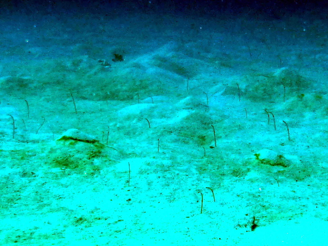 Garden Eel, Palau, 2013