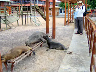A Sea Lion pup breast feeds while the sand covered mother snoozes on a park bench. Puerto Baquerizo Moreno, San Cristobal Island.