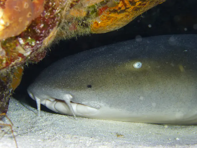 Underwater photograph by Joel Bergsma