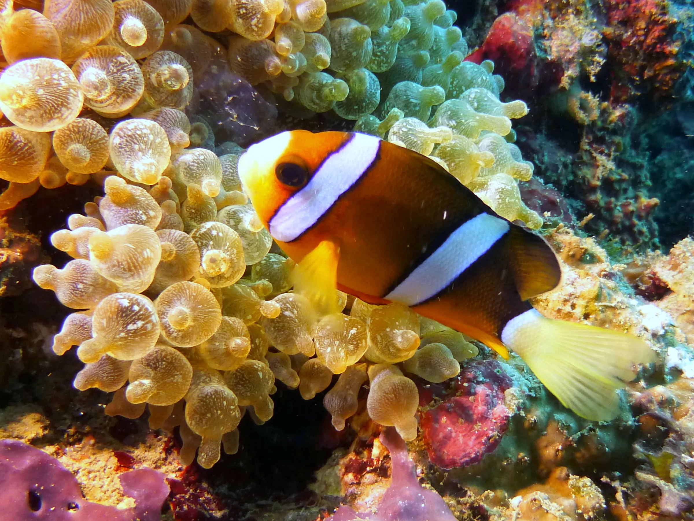 Anemonefish, Philippines, 2014