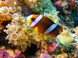 Underwater photograph by Joel Bergsma