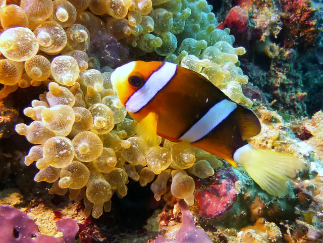 Underwater photograph by Joel Bergsma