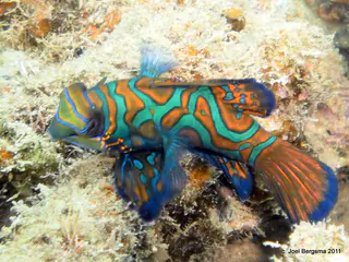 2011-01-20 Sam's Wall mandarin fish 26.JPG