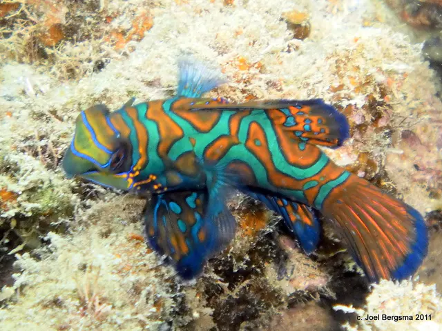 2011-01-20 Sam's Wall mandarin fish 26.JPG