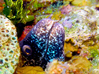 Underwater photograph by Joel Bergsma