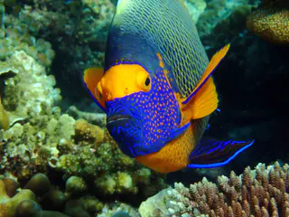 Underwater photograph by Joel Bergsma