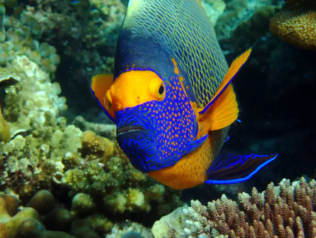 Underwater photograph by Joel Bergsma