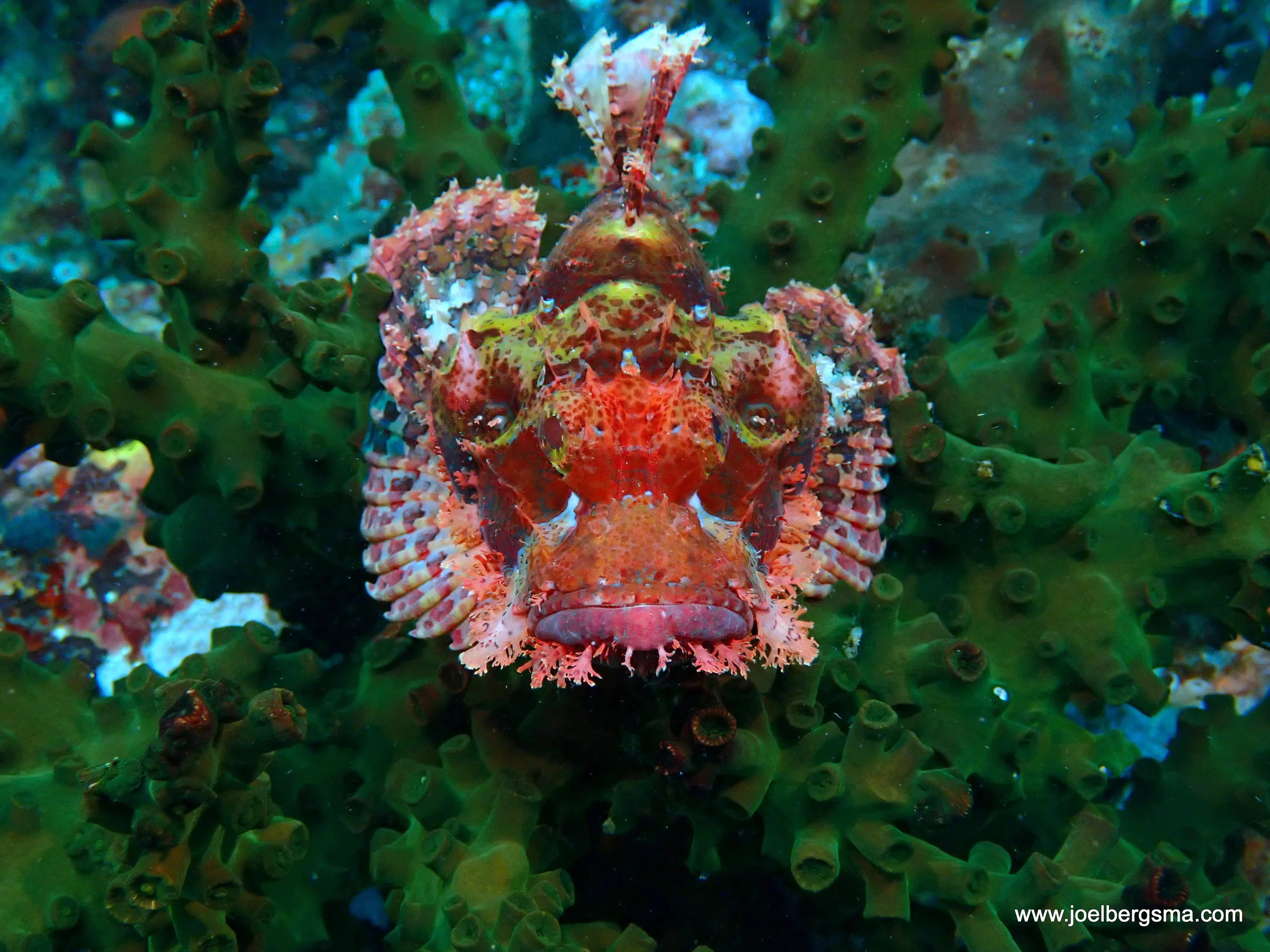 Philippines underwater photograph, 2022