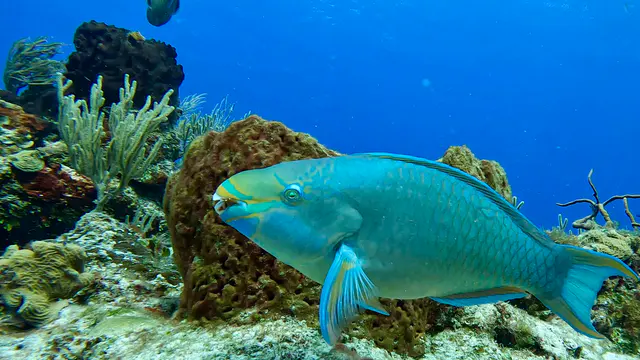 Underwater photograph by Joel Bergsma